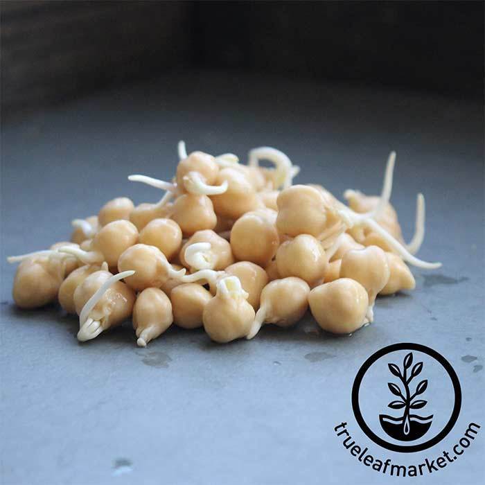 Handy Pantry Garbanzo Bean - Organic - Sprouting Seeds 8 oz
