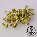 Handy Pantry Mung Bean - Organic - Sprouting Seeds