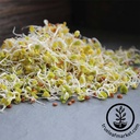 Handy Pantry Daikon Radish - Organic - Sprouting Seeds