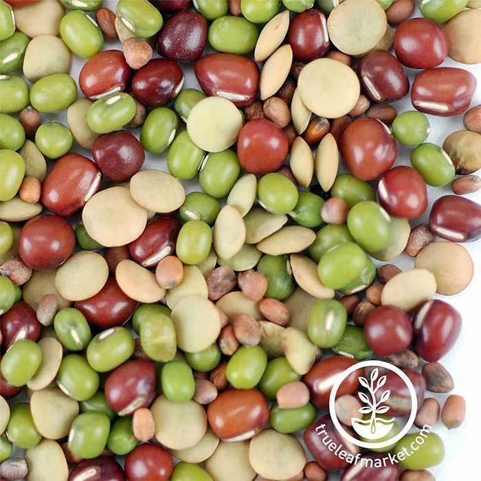 Handy Pantry Bean Salad Mix - Organic - Sprouting Seeds8 oz