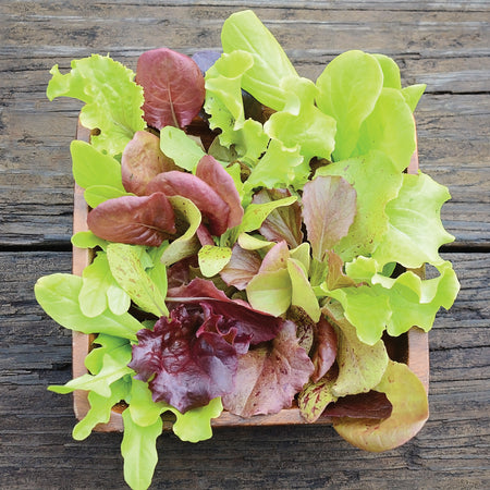 Territorial Seed Company Lettuce London Spring Mix Organic, 3 g