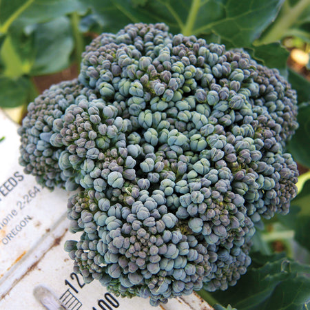 Territorial Seed Company Broccoli Crown Umpqua Organic, 1/2 g