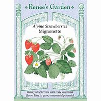 Renee's Garden Strawberries Alpine Mignonette