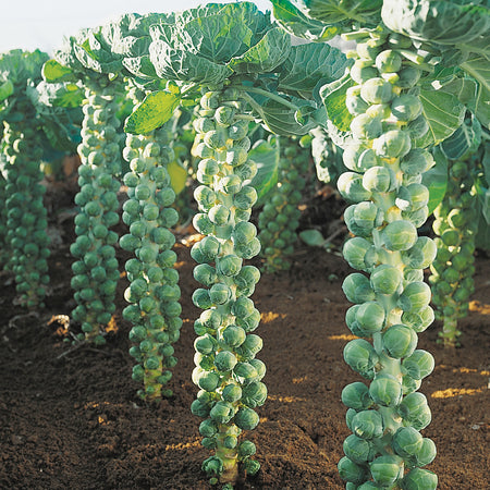 Territorial Seed Company Brussels Sprouts Igor F1, 1/4 g