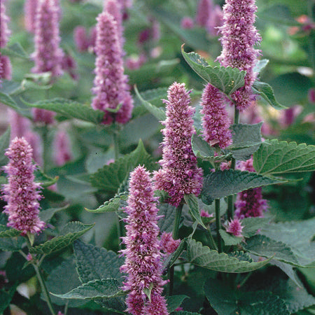 Territorial Seed Company Blue Anise Hyssop, 1/8 g
