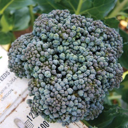 [BR102/L] Territorial Seed Company Broccoli Crown Umpqua Organic, 1/2 g
