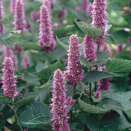 [HR1011/S] Territorial Seed Company Blue Anise Hyssop, 1/8 g
