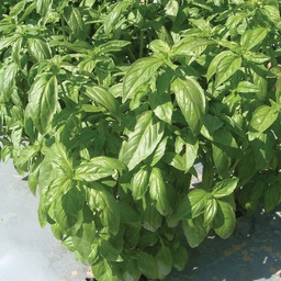 [HR1042/L] Territorial Seed Company Basil Aroma II Organic, 1/4 g